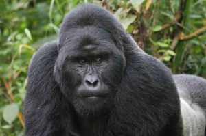 Elizabeth Gordon - Guide to gorilla trekking/Huffington Post