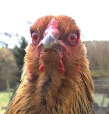 Watch out! You could be next! forums.thedailywtf.com