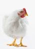 Deceptively nice looking hen. goaim.org