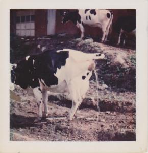 My future playmates.